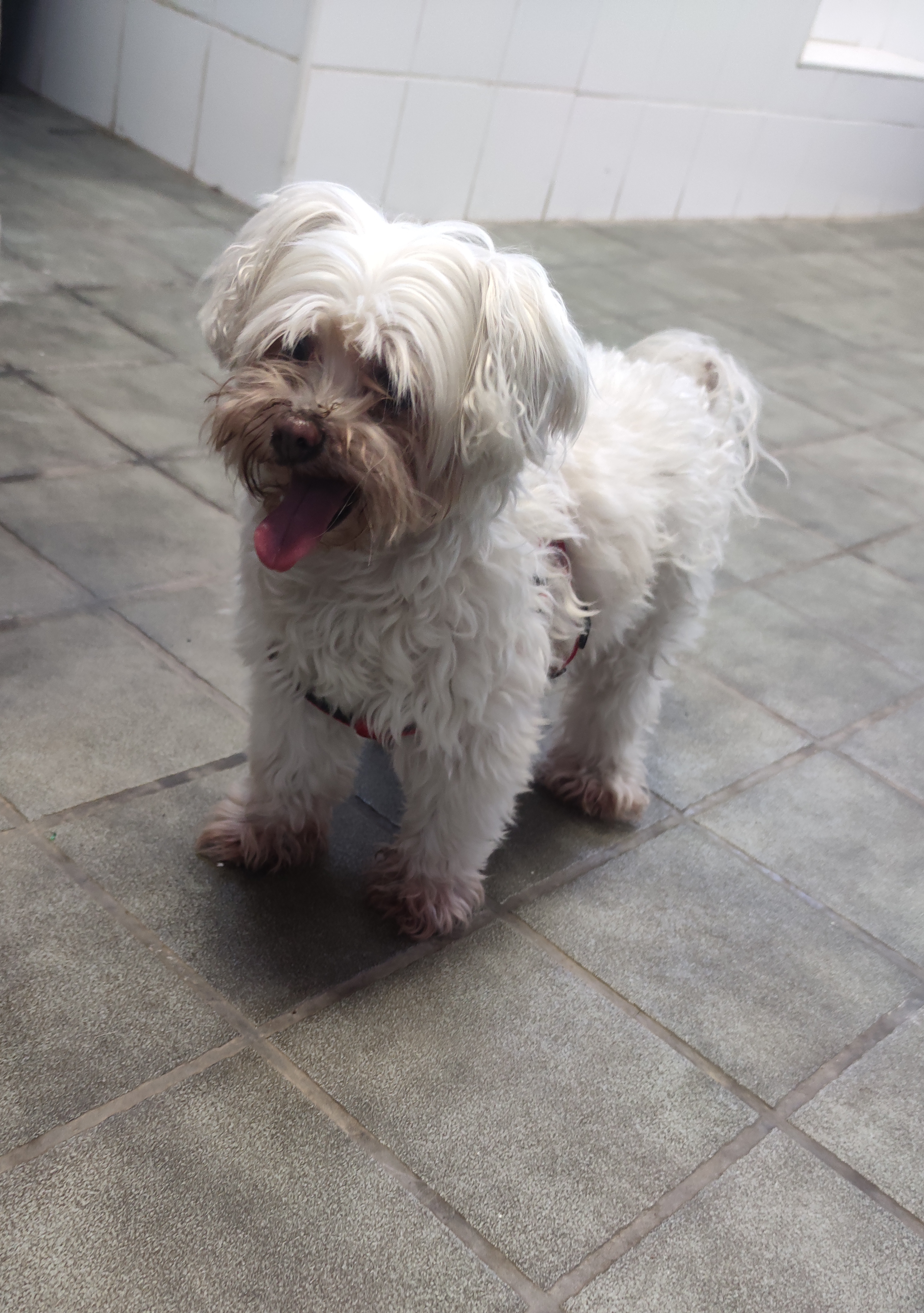 Peluquería de mascotas Yolapatitas